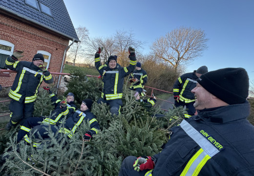 Tannenbaum-Einsammeln – Bild 1