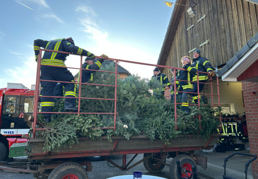 Tannenbaum-Einsammeln – Bild 6