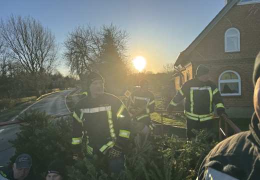 Tannenbaum-Einsammeln – Bild 7