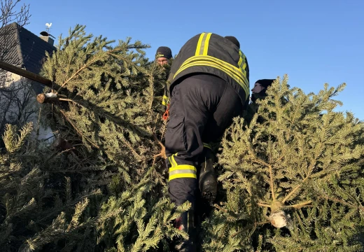 Tannenbaumaktion – Bild 2