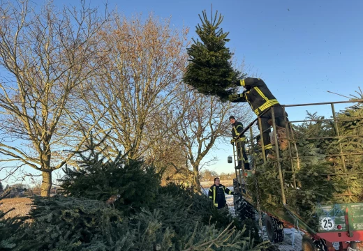 Tannenbaumaktion – Bild 7