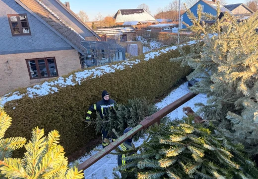 Tannenbaumaktion – Bild 29